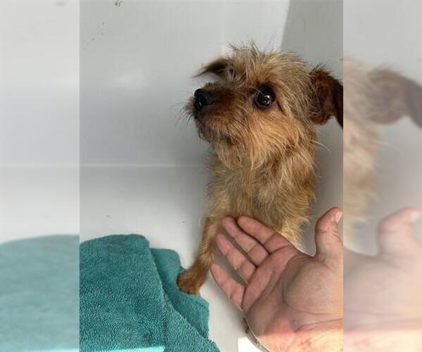 Medium Photo #1 Chihuahua-Unknown Mix Puppy For Sale in Houston, TX, USA