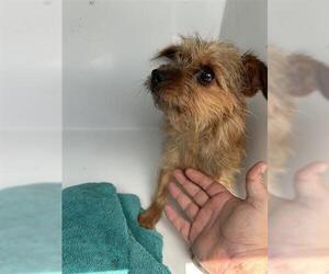 Chihuahua-Unknown Mix Dogs for adoption in Houston, TX, USA