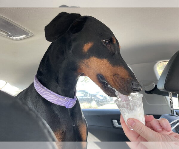 Medium Photo #3 Doberman Pinscher Puppy For Sale in Minneaoplis, MN, USA