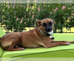 Small #5 Chihuahua Mix