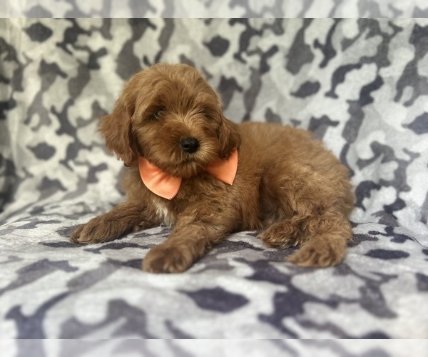 Medium Photo #7 Cock-A-Poo Puppy For Sale in LAKELAND, FL, USA