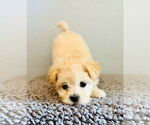 Small #1 Maltese Mix