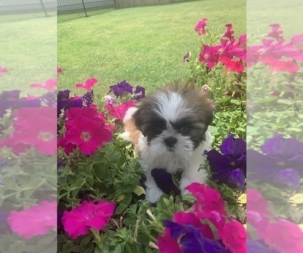 Medium Photo #19 Shih Tzu Puppy For Sale in FORT WORTH, TX, USA