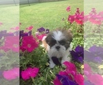 Small Photo #19 Shih Tzu Puppy For Sale in FORT WORTH, TX, USA