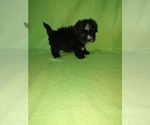 Puppy Sammy Morkie