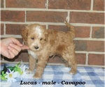 Small #2 Cavapoo (Miniature)