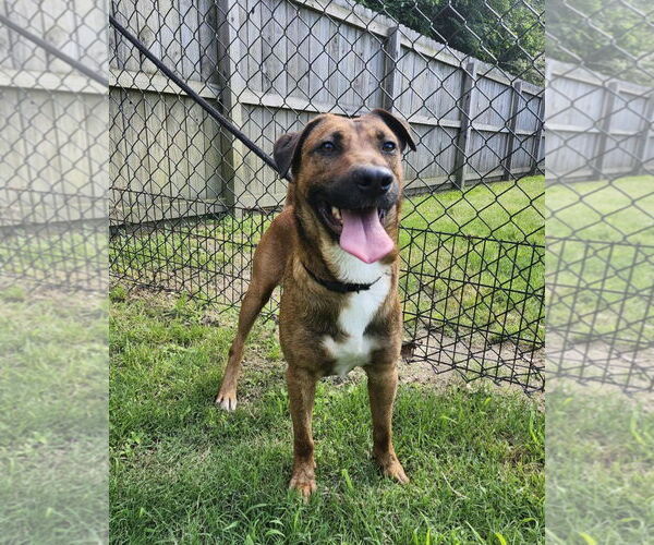 Medium Photo #8 Mutt Puppy For Sale in Westminster, MD, USA