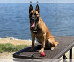 Small #1 Belgian Malinois-Dutch Shepherd Dog Mix