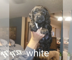 Double Doodle Puppy for sale in WILLIAMSBURG, KY, USA