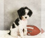 Puppy Lily Bernedoodle (Miniature)