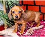 Small #2 Dachshund