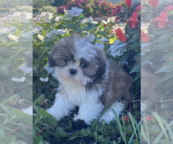 Medium Photo #2 Shih Tzu Puppy For Sale in CANOGA, NY, USA