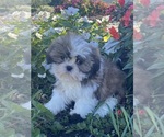 Small #1 Shih Tzu
