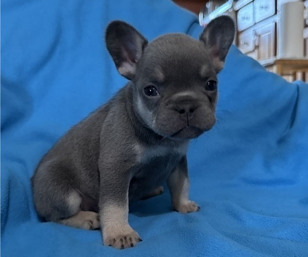 Medium Photo #1 French Bulldog Puppy For Sale in DEER TRAIL, CO, USA