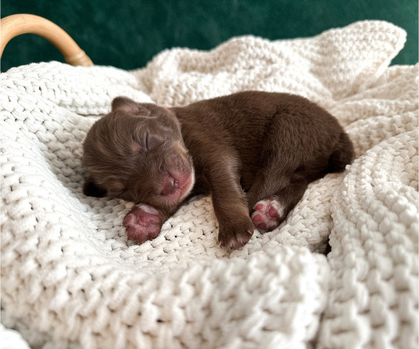 Medium Photo #2 Australian Shepherd Puppy For Sale in BOUTON, IA, USA