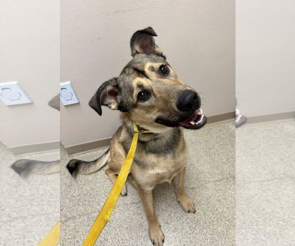 Medium Photo #14 German Shepherd Dog-Unknown Mix Puppy For Sale in Grafton, WI, USA