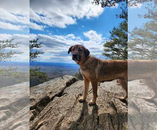 Medium Photo #1 Mutt Puppy For Sale in Shelburne, VT, USA