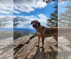 Mutt Dogs for adoption in Shelburne, VT, USA