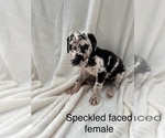 Small Photo #12 Great Dane Puppy For Sale in OKLAHOMA CITY, OK, USA