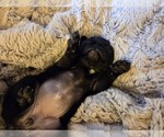 Puppy Helena Pug