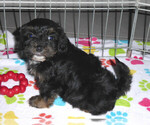 Small Photo #9 Poovanese Puppy For Sale in ORO VALLEY, AZ, USA