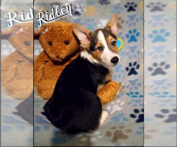 Medium Photo #3 Pembroke Welsh Corgi Puppy For Sale in NORMALVILLE, PA, USA