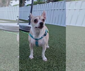 Chihuahua Dogs for adoption in Lighthouse Point, FL, USA