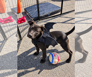 American Pit Bull Terrier-Labrador Retriever Mix Dogs for adoption in Blacksburg, SC, USA