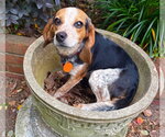 Small #1 Beagle