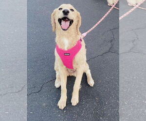 Goldendoodle Dogs for adoption in Glendale , AZ, USA