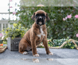 Medium Boxer