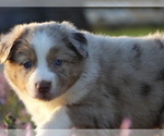 Puppy Kiara Australian Shepherd