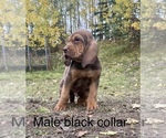 Small Photo #1 Bloodhound Puppy For Sale in PALMER, AK, USA