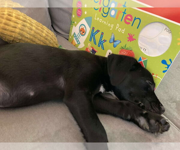 Medium Photo #4 Golden Retriever-Unknown Mix Puppy For Sale in Rochester, NY, USA