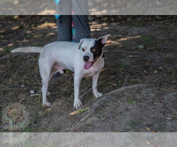 Medium Photo #8 American Pit Bull Terrier-Unknown Mix Puppy For Sale in Munford, TN, USA