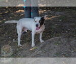 Small #7 American Pit Bull Terrier Mix