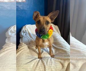 American Staffordshire Terrier-Unknown Mix Dogs for adoption in New Oxford , PA, USA