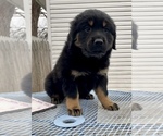 Small Photo #4 Rottweiler Puppy For Sale in AKRON, OH, USA