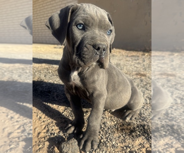 Medium Photo #1 Cane Corso Puppy For Sale in ODESSA, TX, USA