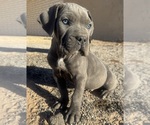 Small Cane Corso