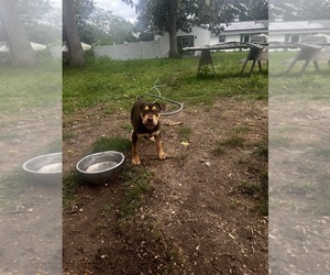 American Bully Puppy for sale in BROCKTON, MA, USA