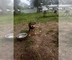 Image preview for Ad Listing. Nickname: Mocha