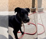 Small Labrador Retriever Mix