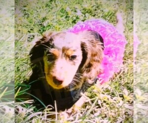 Dachshund Puppy for sale in KERRVILLE, TX, USA