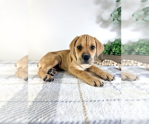 Medium Photo #4 Cane Corso Puppy For Sale in GREENFIELD, IN, USA