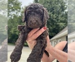 Small Photo #2 Saint Berdoodle Puppy For Sale in FRANKFORT, IN, USA