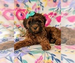 Small Photo #7 Irish Doodle Puppy For Sale in PEACH BOTTOM, PA, USA