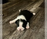 Small Photo #1 Boston Terrier Puppy For Sale in CONVERSE, TX, USA