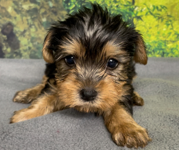 Full screen Photo #6 Yorkshire Terrier Puppy For Sale in AZLE, TX, USA