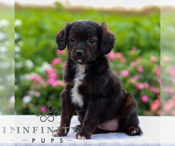 Medium Photo #3 Cavapoo Puppy For Sale in LEOLA, PA, USA